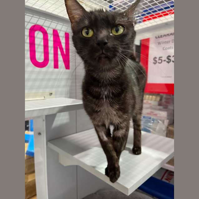 Photo of Clara *9 Lives Project Rescue*