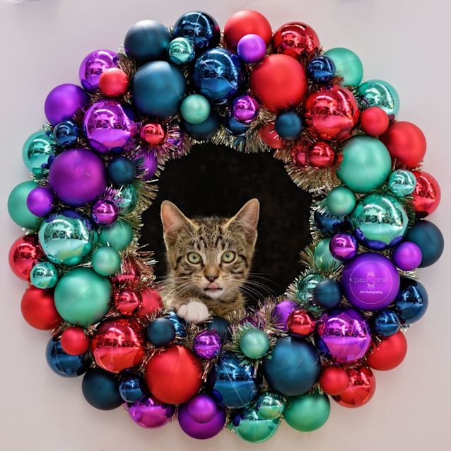 Photo of Punter **2nd Chance Cat Rescue**