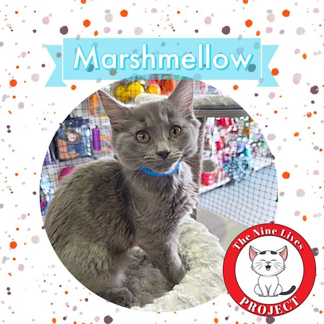 Photo of Marshmallow *9 Lives Project Rescue*