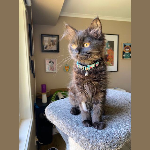 Photo of Shadow Meet Me At Pet Stock Carrum Downs