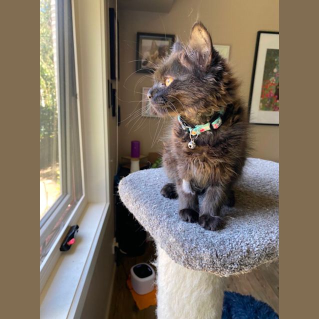 Photo of Shadow Meet Me At Pet Stock Carrum Downs