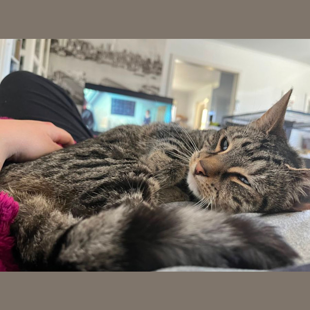 Photo of Impy *9 Lives Project Rescue*