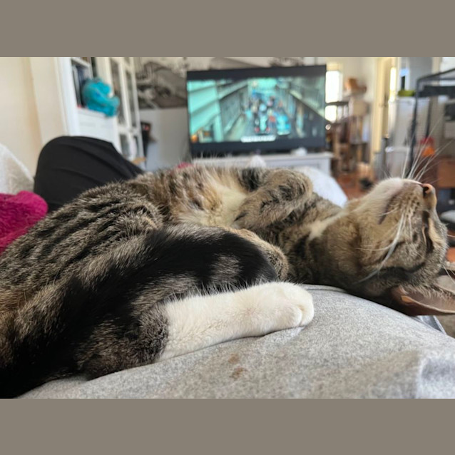 Photo of Impy *9 Lives Project Rescue*