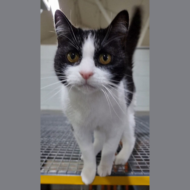 Photo of Puss Puss