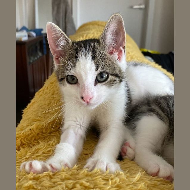 Photo of Naani   Located In Kew