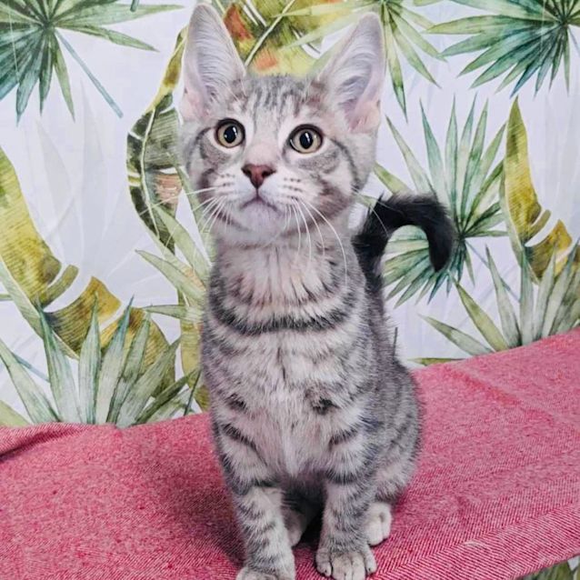 Photo of Frodo   Available In Preston