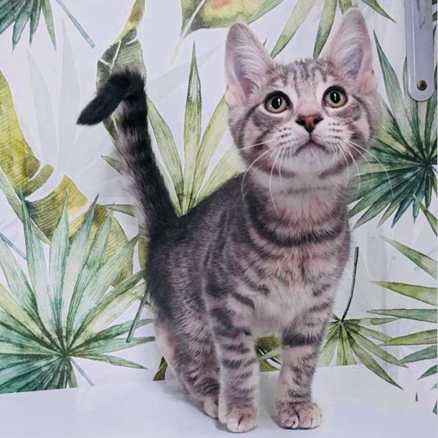 Photo of Frodo   Available In Preston