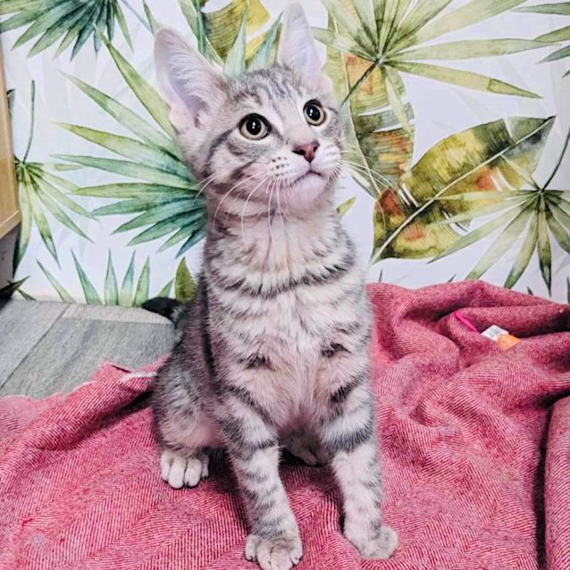 Photo of Frodo   Available In Preston