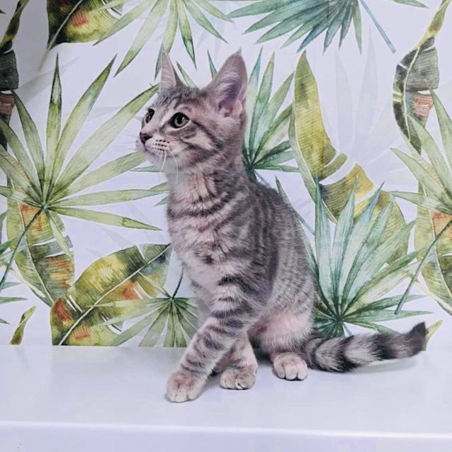 Photo of Frodo   Available In Preston