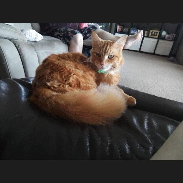 Photo of Benz 🧡🐈🧡