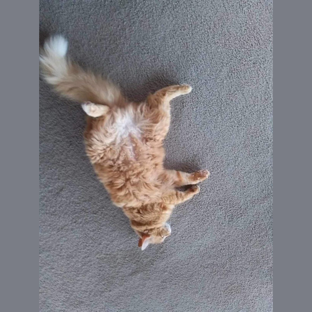 Photo of Benz 🧡🐈🧡