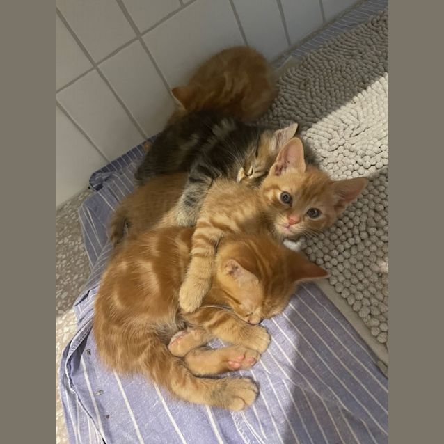 Photo of Ziggy *9 Lives Project Rescue*