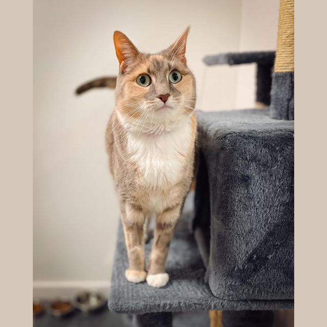 Photo of Yzma