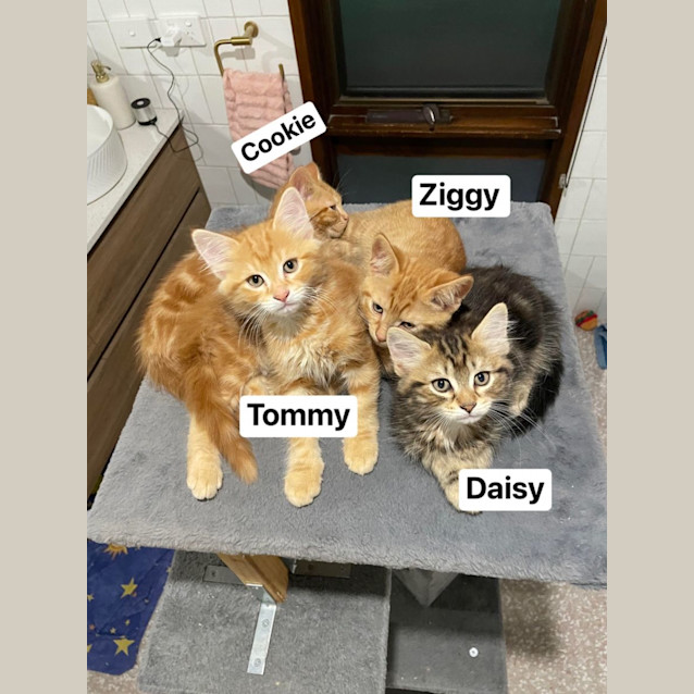 Photo of Cookie  *9 Lives Project Rescue*