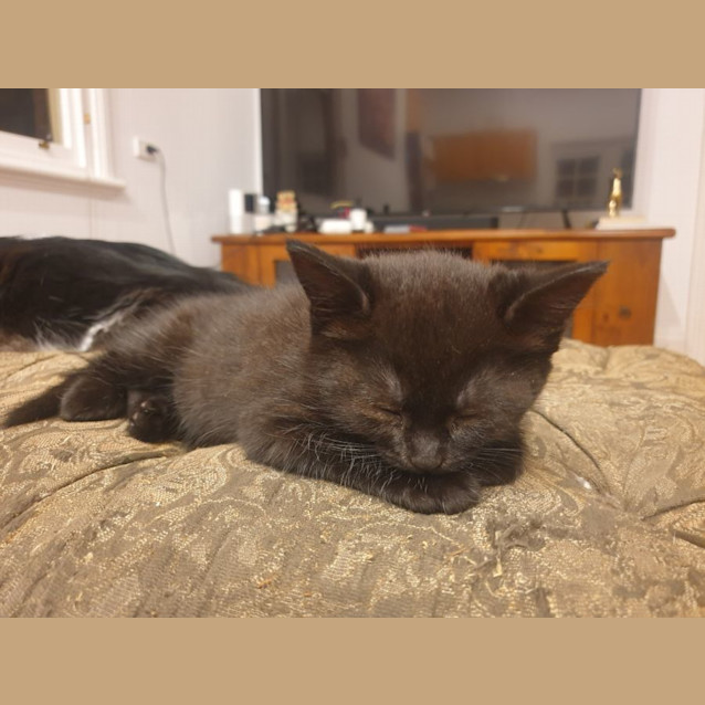 Photo of Pepper 🌸🌸