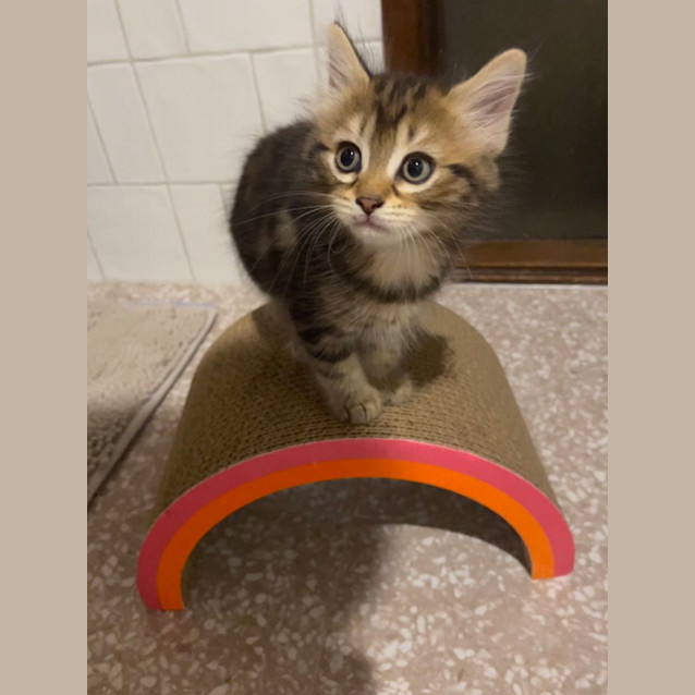 Photo of Daisy *9 Lives Project Rescue*