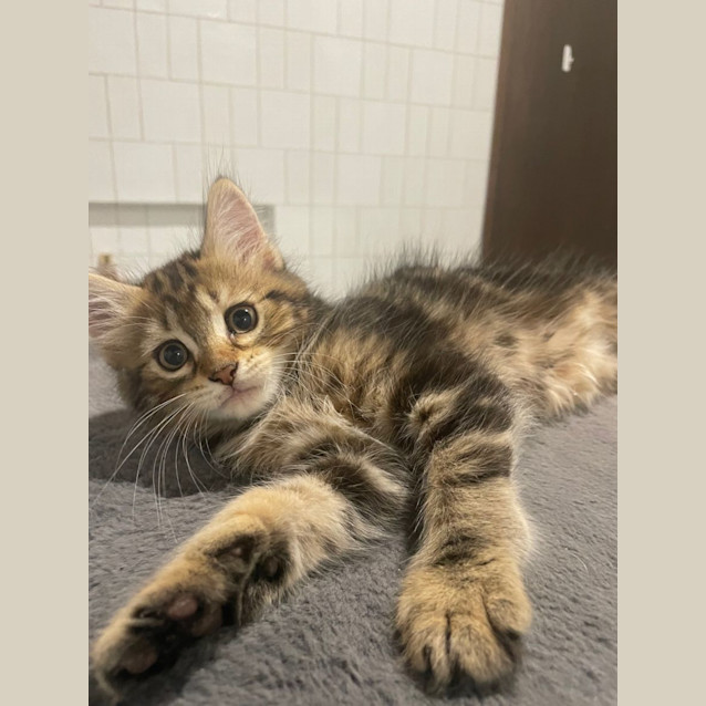 Photo of Daisy *9 Lives Project Rescue*