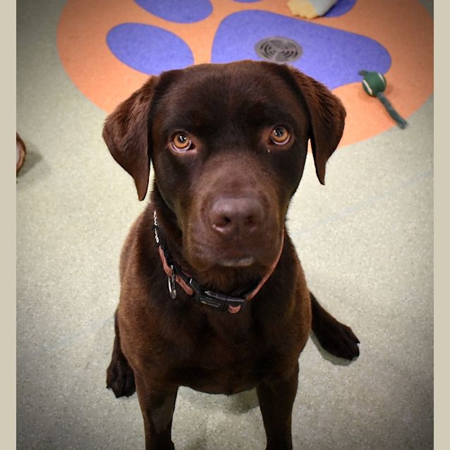 Photo of Waffle