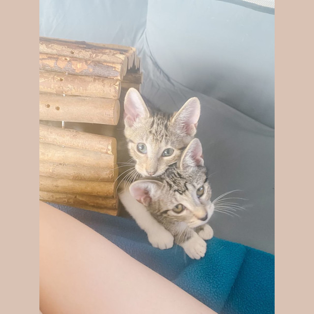 Photo of Simba And Tigermist