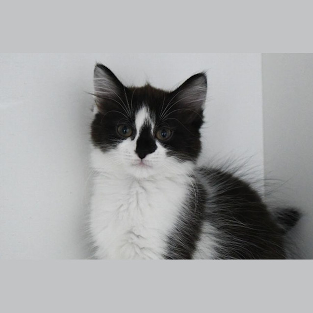 Photo of Penny