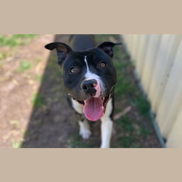 Photo of Meatball 