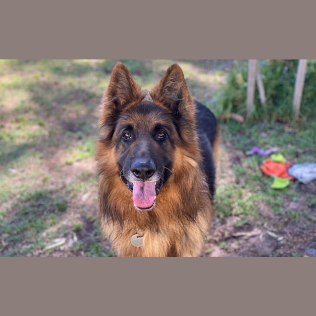 Photo of Tyson