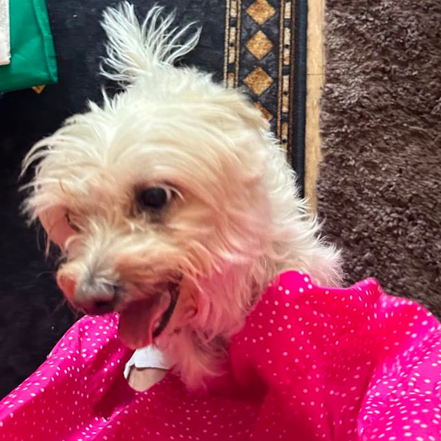 Photo of Harry And Missy 