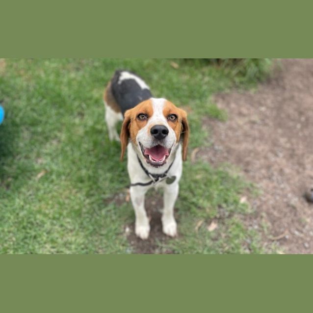 Photo of Buddy