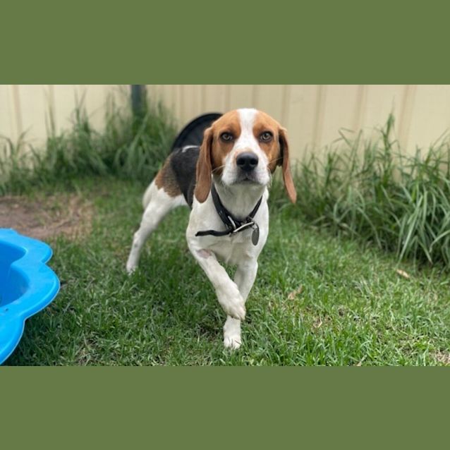Photo of Buddy