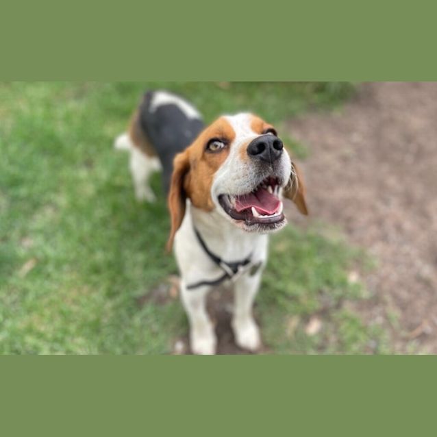 Photo of Buddy