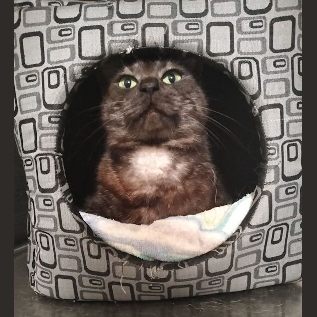 Photo of C1254 Posie