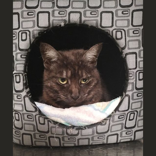 Photo of C1254 Posie