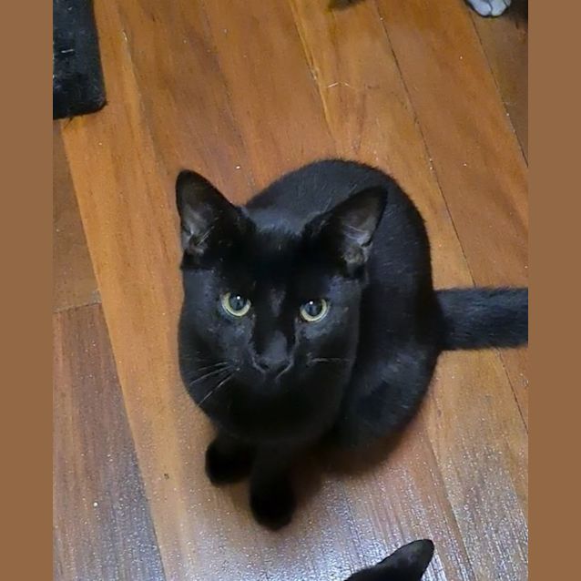 Photo of Basil