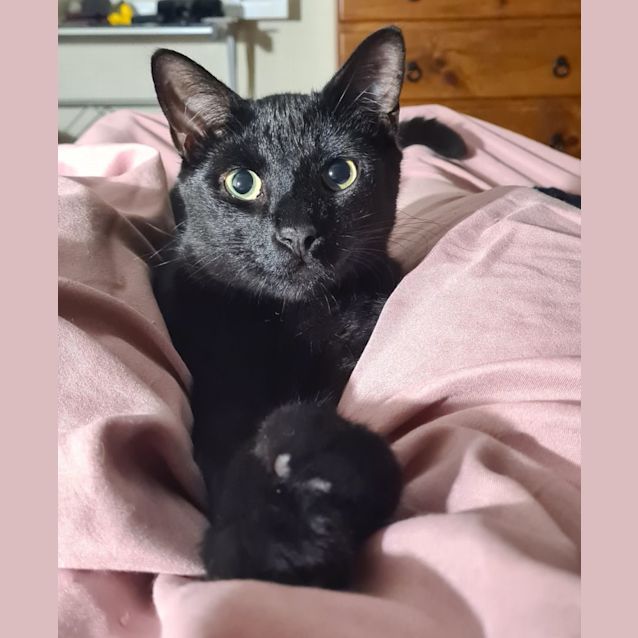 Photo of Basil