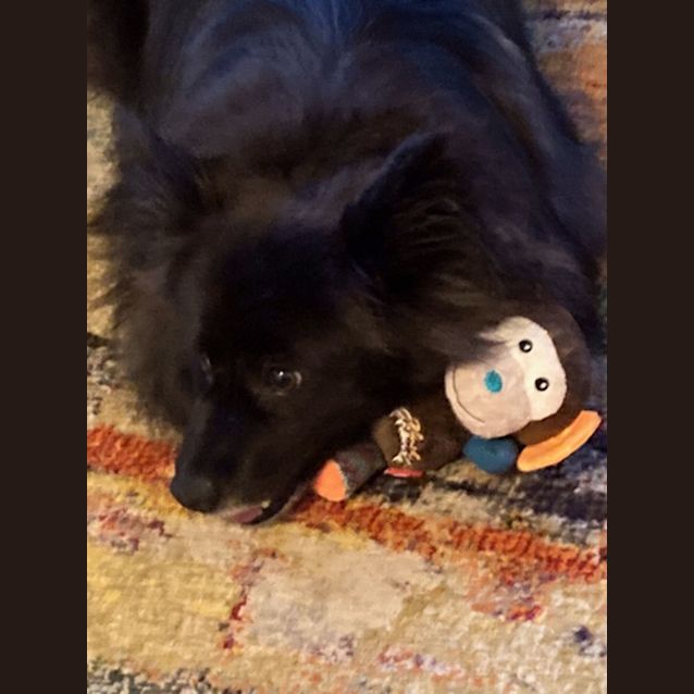 Photo of Jett 🥎 German Spitz X, 6yo (On Trial 16/2/24)