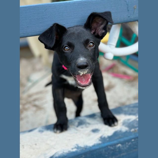 Photo of Ember