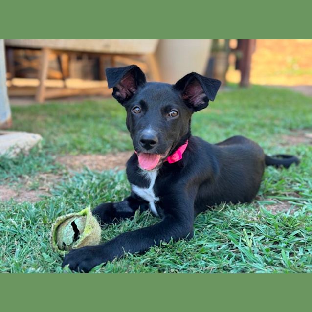 Photo of Ember