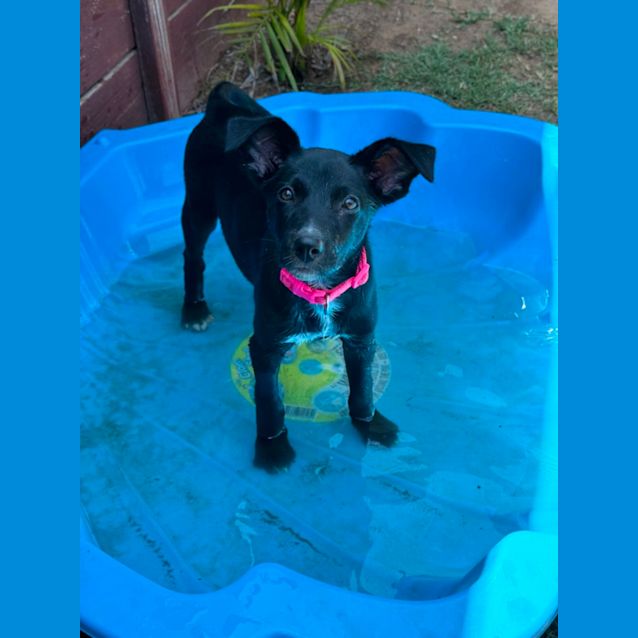 Photo of Ember