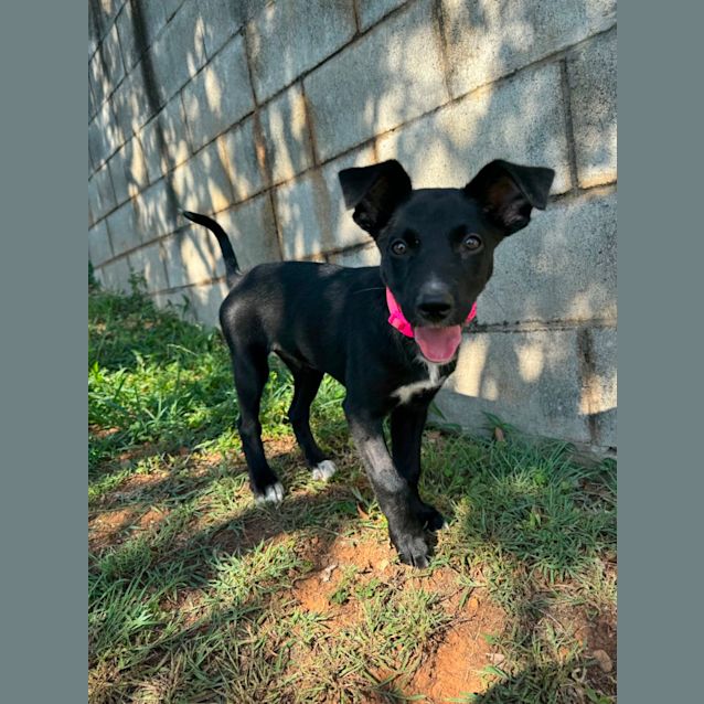 Photo of Ember