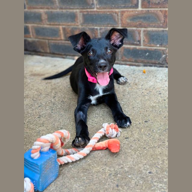 Photo of Ember