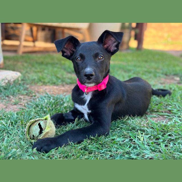 Photo of Ember