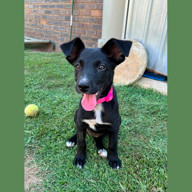 Photo of Ember