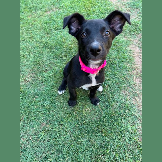 Photo of Ember