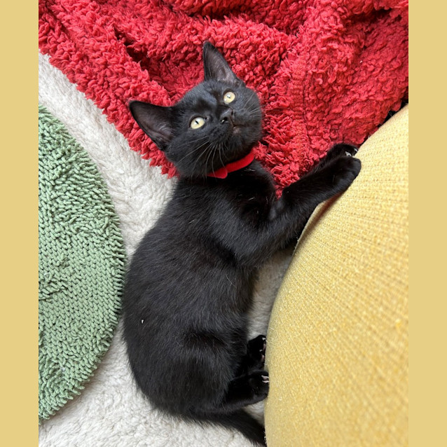 Photo of Inky