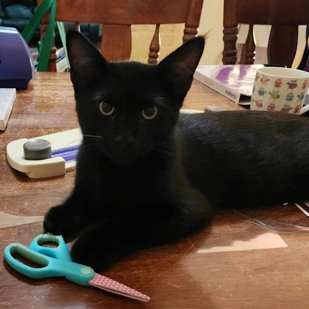 Photo of Diggie