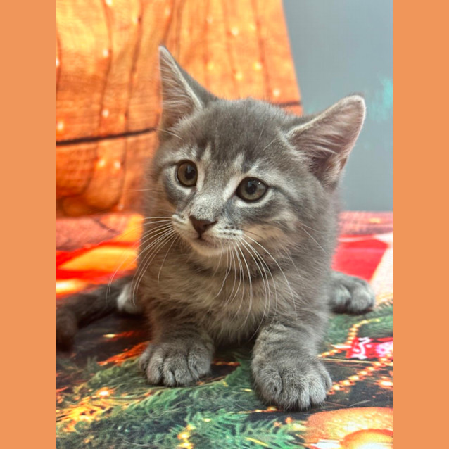 Photo of Meatball 