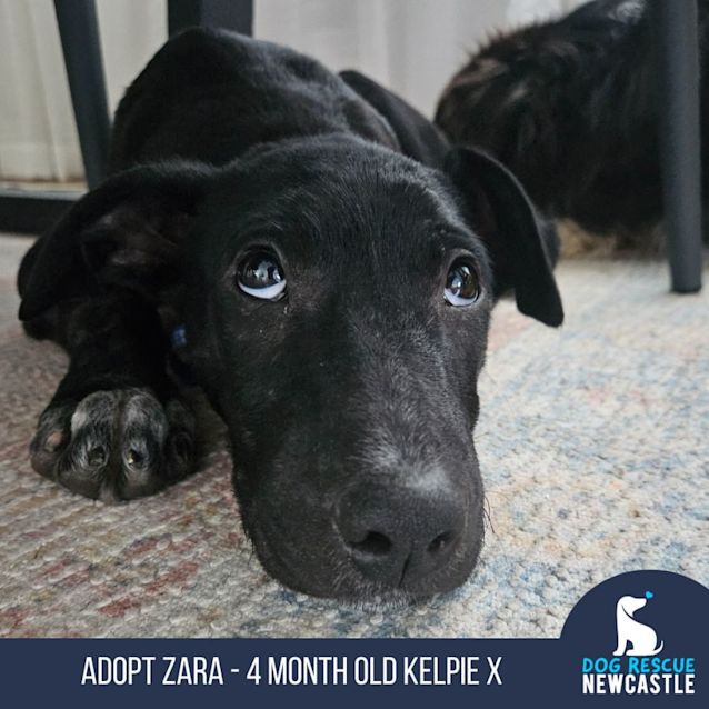 Photo of Zara   4 Month Old Kelpie X