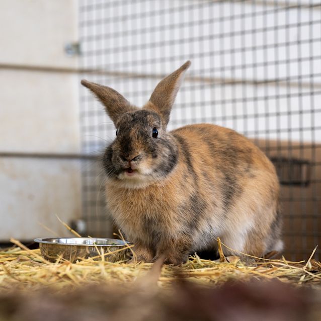 Photo of Fir