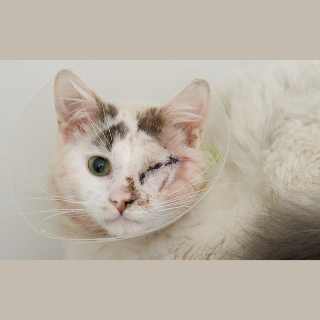 Photo of Hawkeye