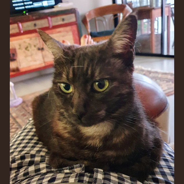 Photo of C1254 Posie